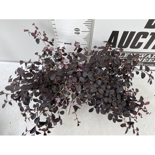 188 - TWO LOROPETALUM CHINENSE 'BLACK PEARL' APPROX 45CM IN HEIGHT IN 2 LTR POTS PLUS VAT TO BE SOLD FOR T... 