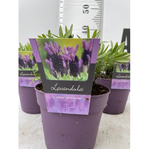 189 - THREE LAVENDER 'ST GREAT ADVENTURE' IN 2 LTR POTS APPROX 30CM IN HEIGHT PLUS VAT TO BE SOLD FOR THE ... 