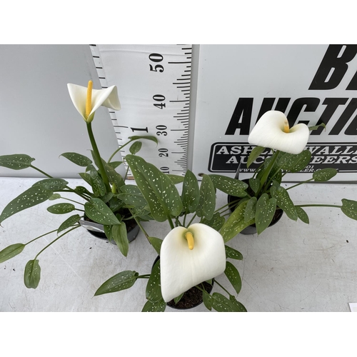 190 - THREE WHITE ZANTEDESCHIA AETHIOPICA ARUM LILIES APPROX 50CM IN HEIGHT IN 2 LTR POTS PLUS VAT TO BE S... 