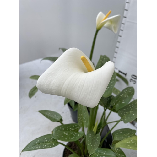 190 - THREE WHITE ZANTEDESCHIA AETHIOPICA ARUM LILIES APPROX 50CM IN HEIGHT IN 2 LTR POTS PLUS VAT TO BE S... 