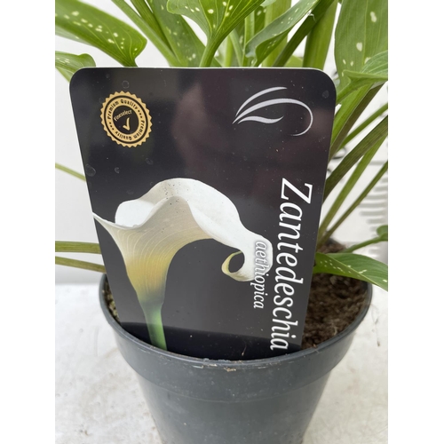 190 - THREE WHITE ZANTEDESCHIA AETHIOPICA ARUM LILIES APPROX 50CM IN HEIGHT IN 2 LTR POTS PLUS VAT TO BE S... 