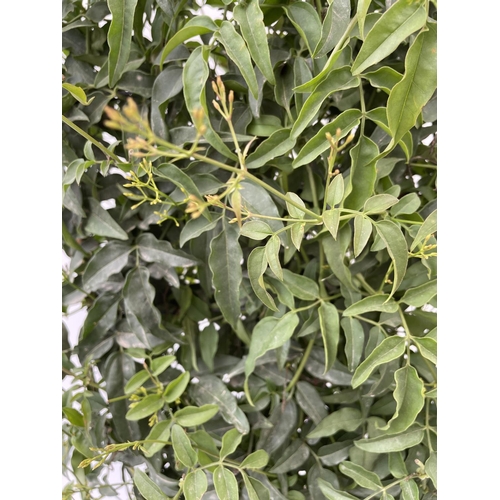 193 - ONE JASMINE POLYANTHUM OVER 1 METRE IN HEIGHT IN 4 LTR POT PLUS VAT ON A TRELLIS PATIO READY