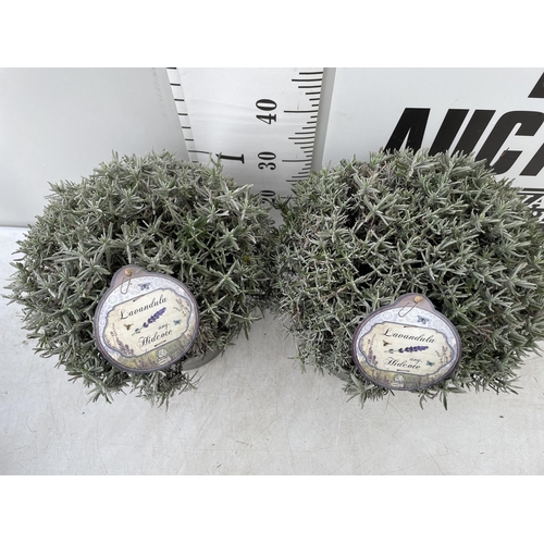 194 - TWO LAVENDER ANGUSTIFOLIA HIDCOTES IN 7 LTR POTS APPROX 45CM IN HEIGHT PLUS VAT TO BE SOLD FOR THE T... 