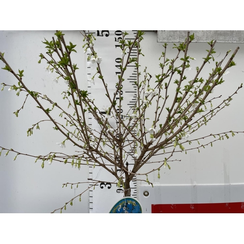 195 - ONE FLOWERING CHERRY PRUNUS INCISA 'FUJIYAMA' TREE OVER 150CM IN HEIGHT PLUS VAT IN A 5 LTR POT