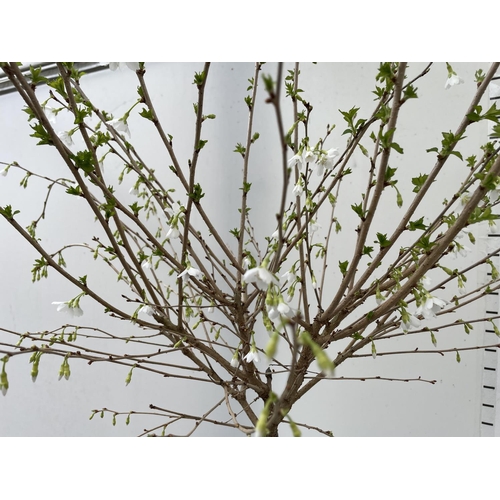 195 - ONE FLOWERING CHERRY PRUNUS INCISA 'FUJIYAMA' TREE OVER 150CM IN HEIGHT PLUS VAT IN A 5 LTR POT