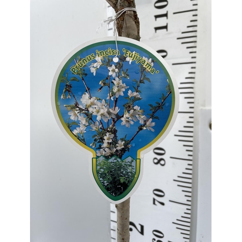 195 - ONE FLOWERING CHERRY PRUNUS INCISA 'FUJIYAMA' TREE OVER 150CM IN HEIGHT PLUS VAT IN A 5 LTR POT