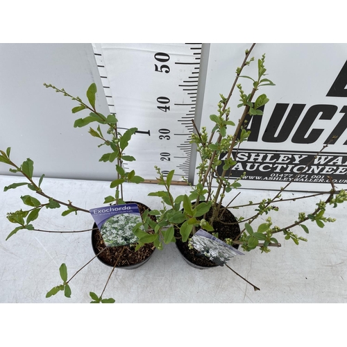 196 - TWO EXOCHORDA RACEMOSA 'BLUSHING PEARL' AND 'NIAGARA' IN 2 LTR POTS PLUS VAT TO BE SOLD FOR THE TWO