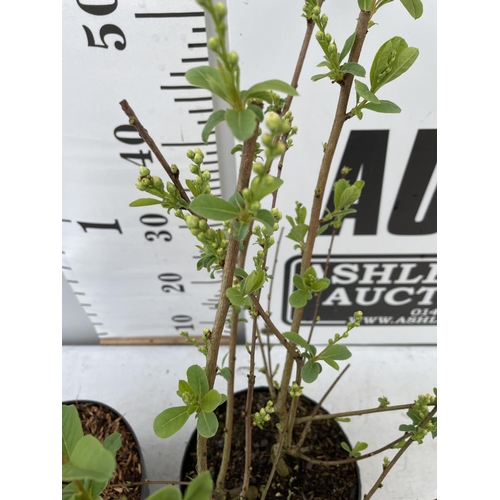 196 - TWO EXOCHORDA RACEMOSA 'BLUSHING PEARL' AND 'NIAGARA' IN 2 LTR POTS PLUS VAT TO BE SOLD FOR THE TWO