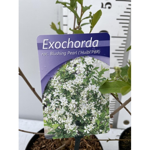 196 - TWO EXOCHORDA RACEMOSA 'BLUSHING PEARL' AND 'NIAGARA' IN 2 LTR POTS PLUS VAT TO BE SOLD FOR THE TWO