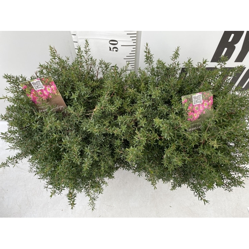 197 - TWO LEPTOSPERMUM 'SUNSHINE' BUSHES APPROX 60CM IN HEIGHT PLUS VAT TO BE SOLD FOR THE TWO