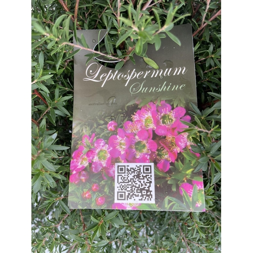 197 - TWO LEPTOSPERMUM 'SUNSHINE' BUSHES APPROX 60CM IN HEIGHT PLUS VAT TO BE SOLD FOR THE TWO