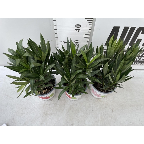 198 - THREE OLEANDER NERIUMS IN 2 LTR POTS APPROX 50CM IN HEIGHT PLUS VAT TO BE SOLD FOR THE THREE