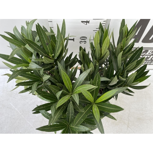 198 - THREE OLEANDER NERIUMS IN 2 LTR POTS APPROX 50CM IN HEIGHT PLUS VAT TO BE SOLD FOR THE THREE