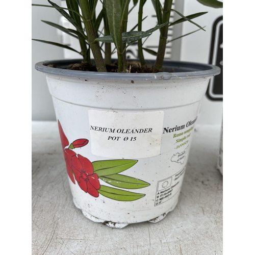 198 - THREE OLEANDER NERIUMS IN 2 LTR POTS APPROX 50CM IN HEIGHT PLUS VAT TO BE SOLD FOR THE THREE