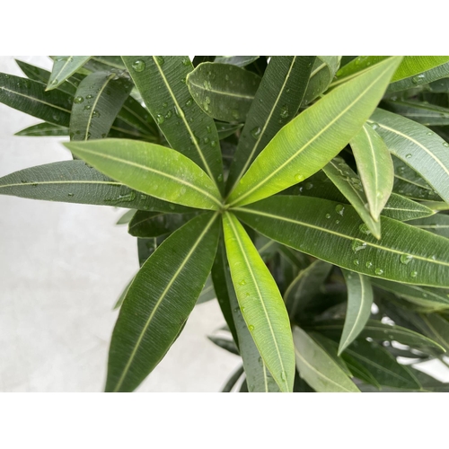 198 - THREE OLEANDER NERIUMS IN 2 LTR POTS APPROX 50CM IN HEIGHT PLUS VAT TO BE SOLD FOR THE THREE