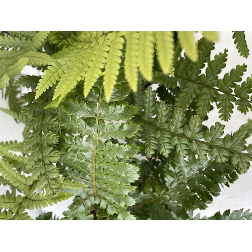 39 - TWO FERNS POLYSTICHUM POLYBLEPHARUM 'JADE' AND 'DRYOPTERIS AFFINIS' APPROX 40CM IN HEIGHT IN 2 LTR P... 