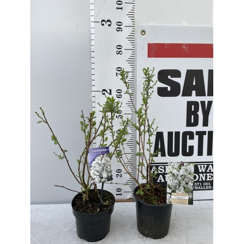 45 - TWO EXOCHORDA RACEMOSA PLANTS 'NIAGARA' IN 2 LTR POTS APPROX 60CM IN HEIGHT PLUS VAT TO BE SOLD FOR ... 