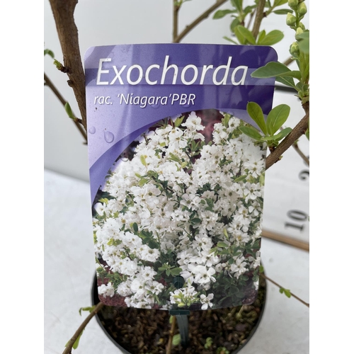 45 - TWO EXOCHORDA RACEMOSA PLANTS 'NIAGARA' IN 2 LTR POTS APPROX 60CM IN HEIGHT PLUS VAT TO BE SOLD FOR ... 