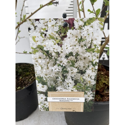 45 - TWO EXOCHORDA RACEMOSA PLANTS 'NIAGARA' IN 2 LTR POTS APPROX 60CM IN HEIGHT PLUS VAT TO BE SOLD FOR ... 