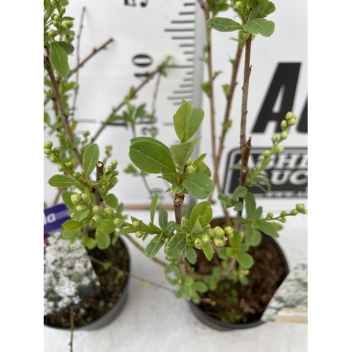 45 - TWO EXOCHORDA RACEMOSA PLANTS 'NIAGARA' IN 2 LTR POTS APPROX 60CM IN HEIGHT PLUS VAT TO BE SOLD FOR ... 