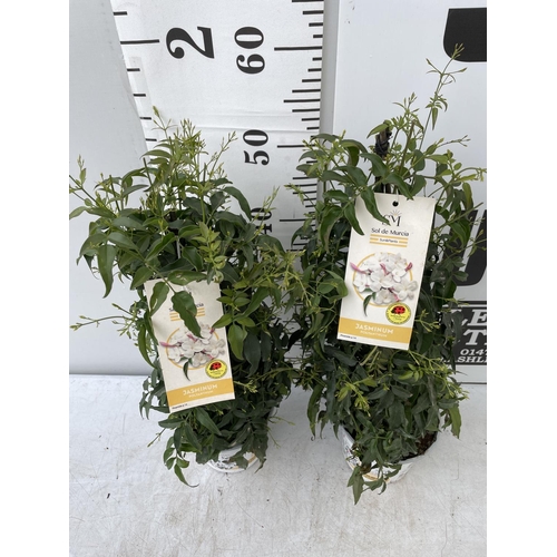 48 - TWO JASMINE POLYANTHUMS IN 1 LTR POTS APPROX 60CM IN HEIGHT PLUS VAT TO BE SOLD FOR THE TWO