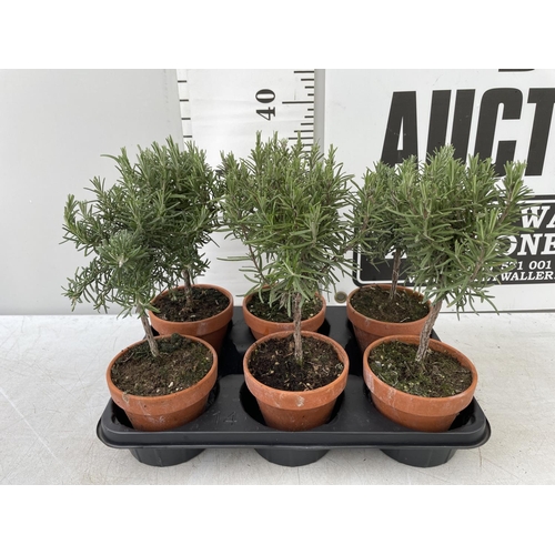 50 - SIX MINIATURE ROSEMARY STANDARD TREES IN TERRACOTTA POTS 35CM IN HEIGHT NO VAT TO BE SOLD FOR THE SI... 