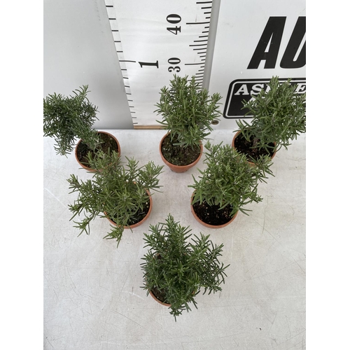 50 - SIX MINIATURE ROSEMARY STANDARD TREES IN TERRACOTTA POTS 35CM IN HEIGHT NO VAT TO BE SOLD FOR THE SI... 