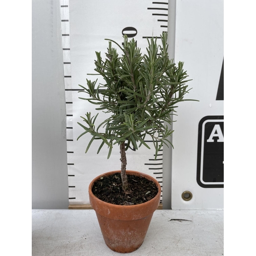 50 - SIX MINIATURE ROSEMARY STANDARD TREES IN TERRACOTTA POTS 35CM IN HEIGHT NO VAT TO BE SOLD FOR THE SI... 