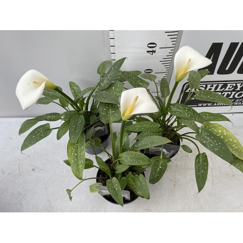 70 - THREE WHITE ZANTEDESCHIA AETHIOPICA ARUM LILIES APPROX 50CM IN HEIGHT IN 2 LTR POTS PLUS VAT TO BE S... 