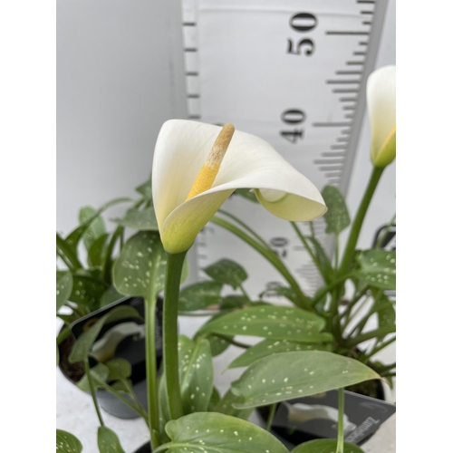 70 - THREE WHITE ZANTEDESCHIA AETHIOPICA ARUM LILIES APPROX 50CM IN HEIGHT IN 2 LTR POTS PLUS VAT TO BE S... 