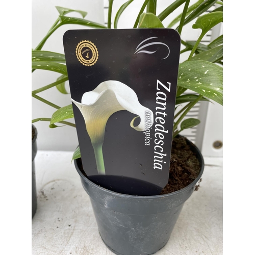 70 - THREE WHITE ZANTEDESCHIA AETHIOPICA ARUM LILIES APPROX 50CM IN HEIGHT IN 2 LTR POTS PLUS VAT TO BE S... 