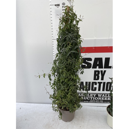 71 - A JASMINE POLYANTHUM ON A FRAME PATIO READY OVER 1 METRE IN HEIGHT IN A 5 LTR POT PLUS VAT