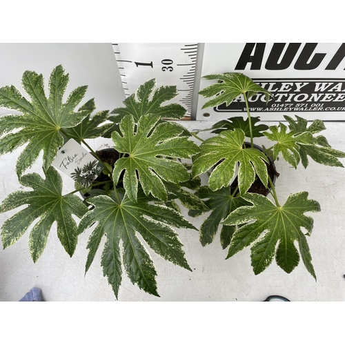 72 - TWO FATSIA JAPONICA 'SPIDERS WEBB' IN 2 LTR POTS APPROX 35CM IN HEIGHT PLUS VAT TO BE SOLD FOR THE T... 