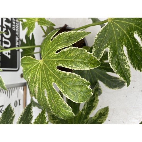 72 - TWO FATSIA JAPONICA 'SPIDERS WEBB' IN 2 LTR POTS APPROX 35CM IN HEIGHT PLUS VAT TO BE SOLD FOR THE T... 