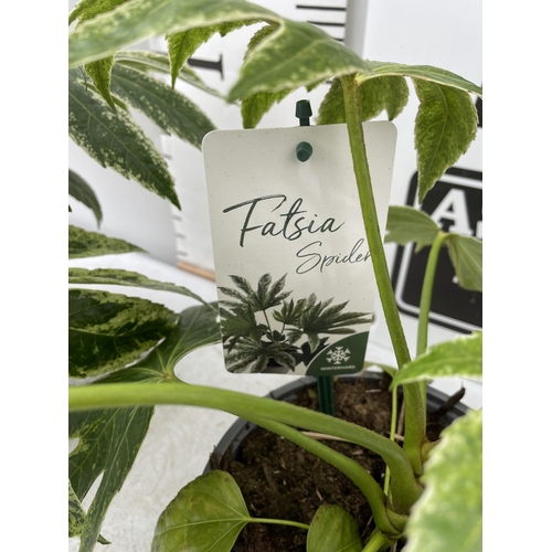 72 - TWO FATSIA JAPONICA 'SPIDERS WEBB' IN 2 LTR POTS APPROX 35CM IN HEIGHT PLUS VAT TO BE SOLD FOR THE T... 