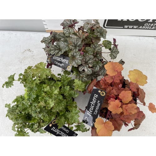 80 - THREE VARIETIES OF HEUCHERA 'CARNIVAL' IN 2 LTR POTS PLUS VAT TO BE SOLD FOR THE THREE