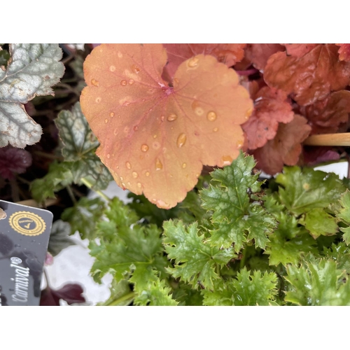 80 - THREE VARIETIES OF HEUCHERA 'CARNIVAL' IN 2 LTR POTS PLUS VAT TO BE SOLD FOR THE THREE