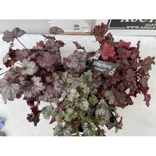 82 - THREE VARIETIES OF HEUCHERA 'CARNIVAL' IN 2 LTR POTS PLUS VAT TO BE SOLD FOR THE THREE