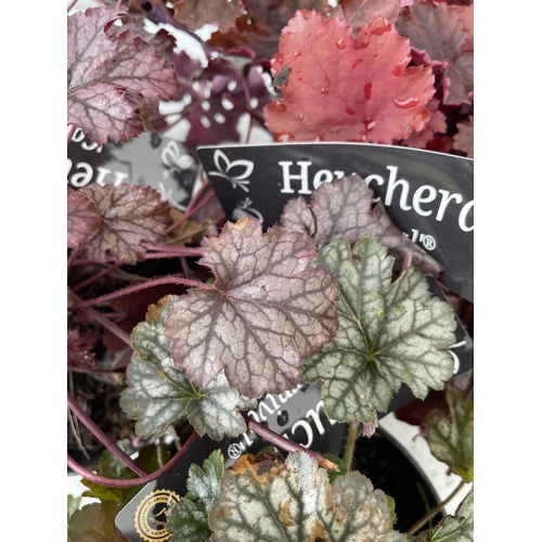 82 - THREE VARIETIES OF HEUCHERA 'CARNIVAL' IN 2 LTR POTS PLUS VAT TO BE SOLD FOR THE THREE