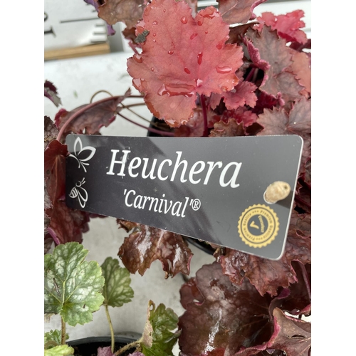 82 - THREE VARIETIES OF HEUCHERA 'CARNIVAL' IN 2 LTR POTS PLUS VAT TO BE SOLD FOR THE THREE