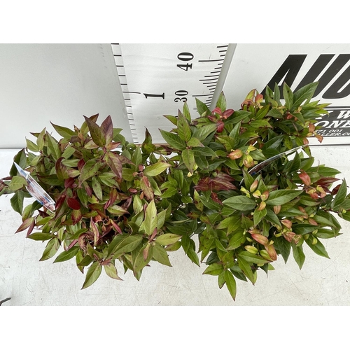 84 - TWO LEUCOTHOE 'ZEBLID' IN 2 LTR POTS APPROX 40CM IN HEIGHT PLUS VAT TO BE SOLD FOR THE TWO