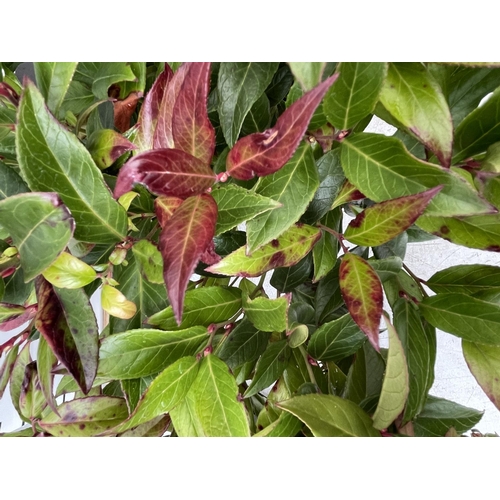 84 - TWO LEUCOTHOE 'ZEBLID' IN 2 LTR POTS APPROX 40CM IN HEIGHT PLUS VAT TO BE SOLD FOR THE TWO