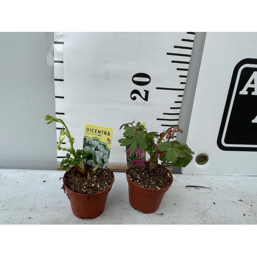 85 - TWENTY DICENTRA PLANTS WHITE AND PINK ON A TRAY PLUS VAT TO BE SOLD FOR THE TWENTY