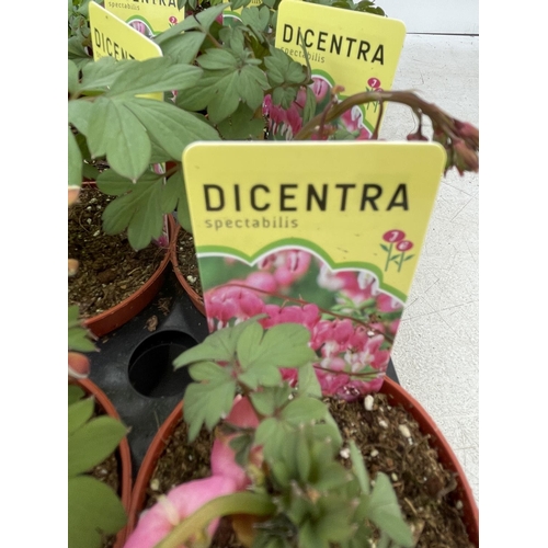 85 - TWENTY DICENTRA PLANTS WHITE AND PINK ON A TRAY PLUS VAT TO BE SOLD FOR THE TWENTY