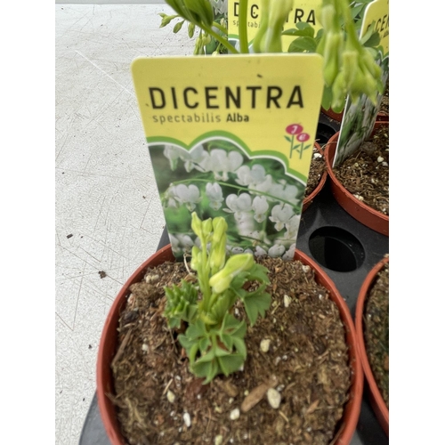 85 - TWENTY DICENTRA PLANTS WHITE AND PINK ON A TRAY PLUS VAT TO BE SOLD FOR THE TWENTY