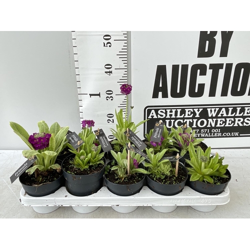 92 - TEN PURPLE 'GOLDEN NUGGET' PRIMULAS ON A TRAY PLUS VAT TO BE SOLD FOR THE TEN