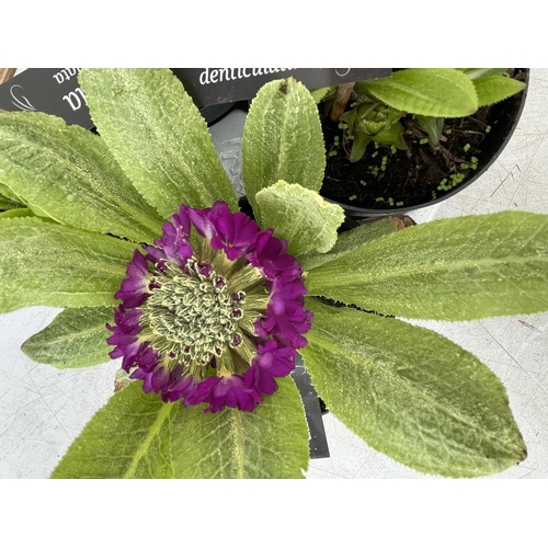 92 - TEN PURPLE 'GOLDEN NUGGET' PRIMULAS ON A TRAY PLUS VAT TO BE SOLD FOR THE TEN