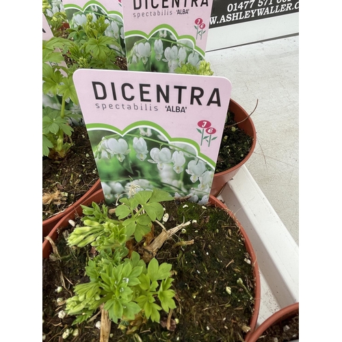 93 - TEN DICENTRA SPECTABILIS 'ALBA' WHITE ON A TRAY PLUS VAT TO BE SOLD FOR THE TEN