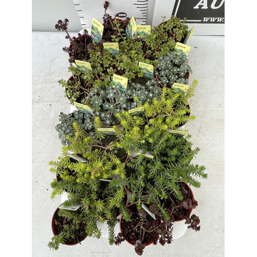 96 - TWENTY MIXED SEDUMS ON A TRAY PLUS VAT TO BE SOLD FOR THE TWENTY PLUS VAT