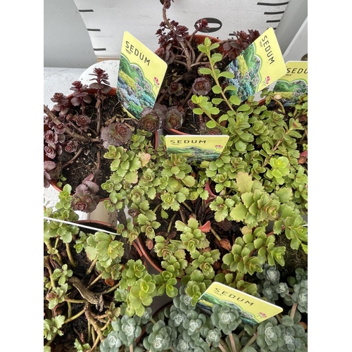 96 - TWENTY MIXED SEDUMS ON A TRAY PLUS VAT TO BE SOLD FOR THE TWENTY PLUS VAT